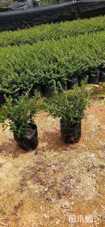 高度25厘米龙船花