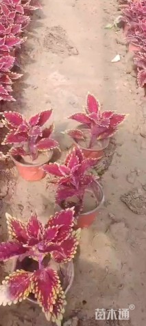 高度15厘米彩叶草