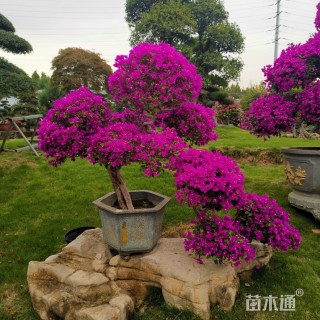 30公分造型三角梅