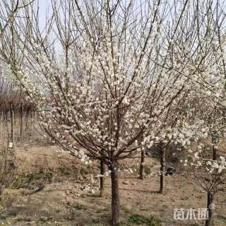 11公分绿梅