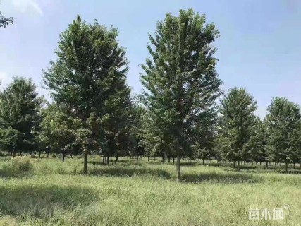 高度700厘米丛生美国红枫