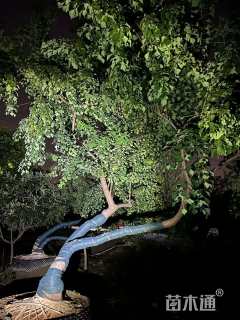 10公分造型乌桕