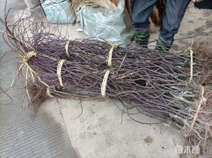 1公分日本红枫-红舞姬