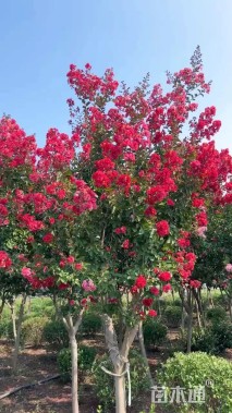8公分红火箭紫薇