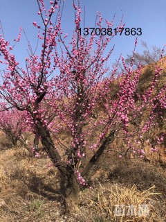 18公分造型红梅