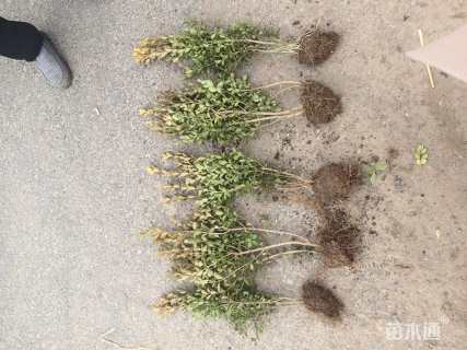 高度50厘米瓜子黄杨