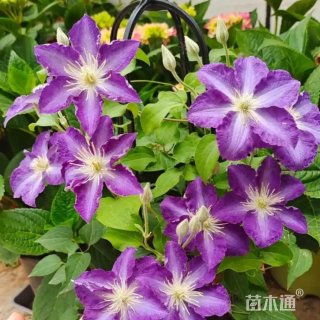 高度70厘米槭叶铁线莲