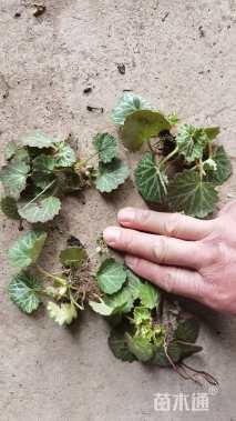 高度5厘米虎耳草