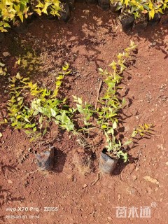 高度25厘米大花六道木