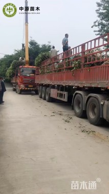 冠幅250厘米红叶石楠球