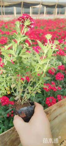 高度30厘米美女樱