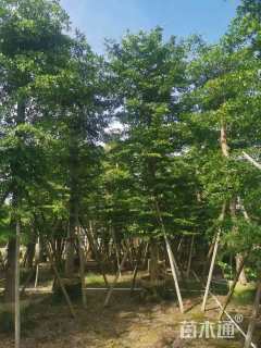 12公分小叶榄仁