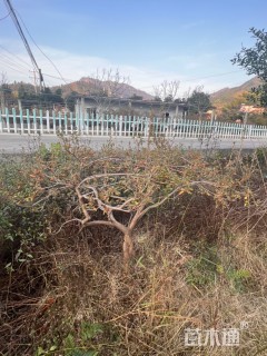 高度200厘米杜鹃