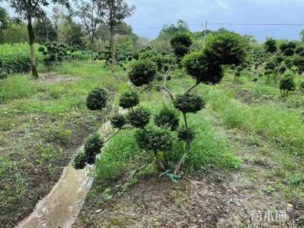 高度150厘米龟甲冬青