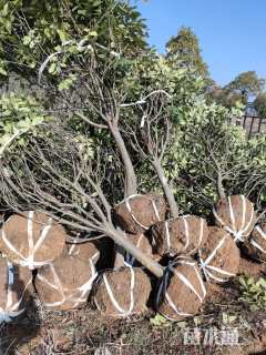 冠幅120厘米红叶石楠球