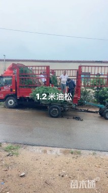 高度100厘米油松