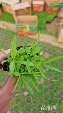 高度25厘米五彩石竹