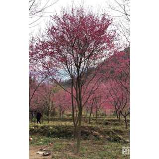 10公分福建山樱花