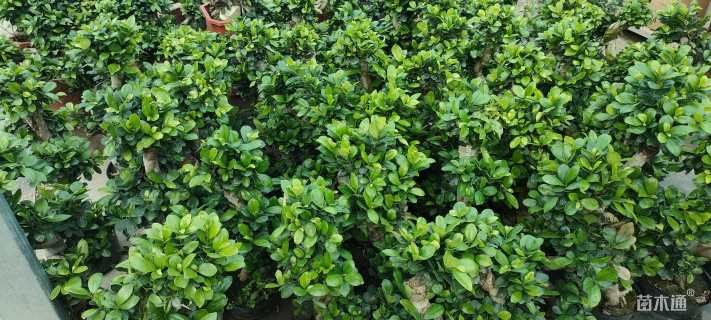 4公分造型小叶榕