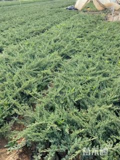 高度70厘米铺地柏