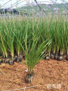 高度30厘米紫娇花