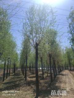 15公分榆树