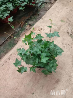 40厘米 优质常春藤自产自销