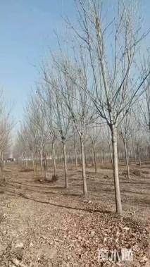 12公分速生白蜡