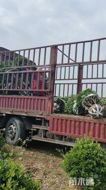 冠幅150厘米大叶黄杨球