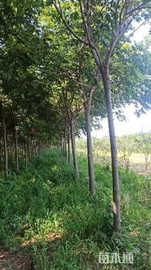 11公分栾树