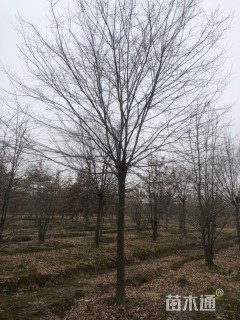 12公分榉树