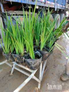 高度30厘米黄菖蒲