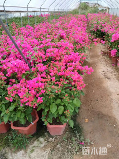 高度45厘米三角梅