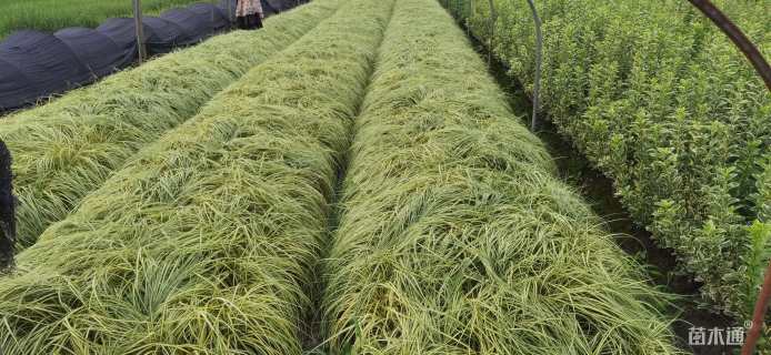 高度25厘米金叶苔草