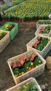 高度30厘米孔雀草