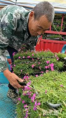 高度20厘米花叶香桃木