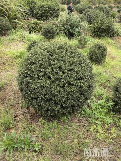 龟甲冬青