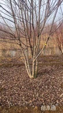 高度600厘米丛生美国红枫