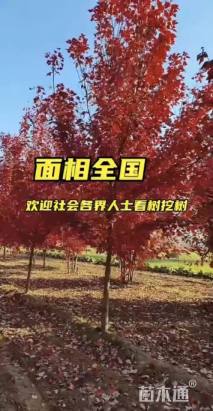 35公分银杏