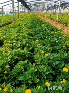 高度19厘米孔雀草