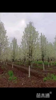 3.5公分彩叶豆梨