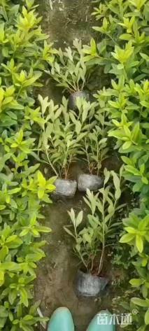 高度30厘米毛鹃