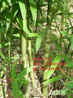 地栽苗罗汉竹