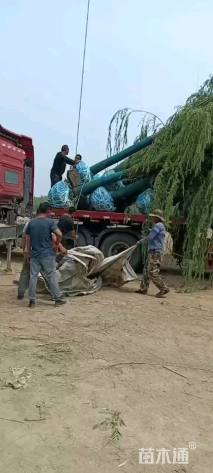 15公分嫁接垂柳