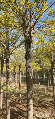 10公分金叶白蜡