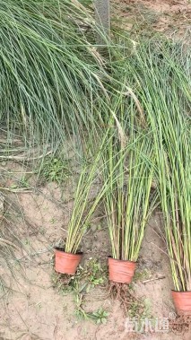 细叶芒