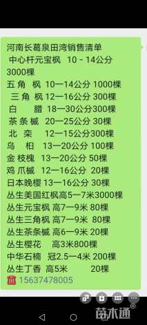 50公分三角枫