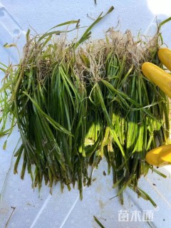 高度20厘米苦草