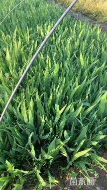 高度25厘米鸢尾