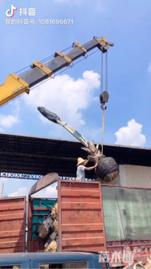 裸干高200厘米银叶霸王棕